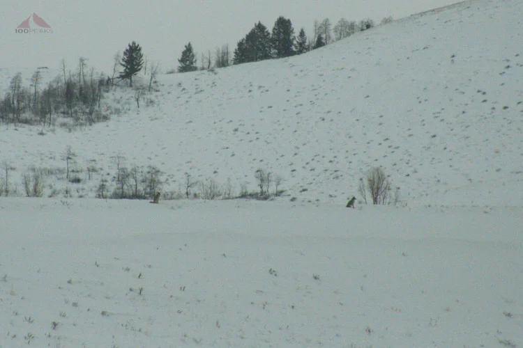 Coyotes on the ridge