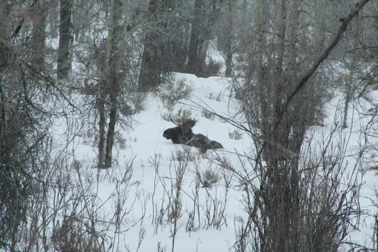 Bull moose, resting in the snow