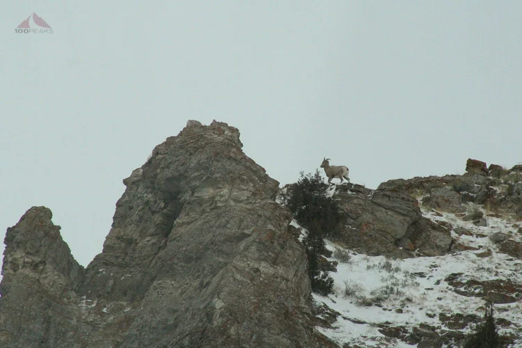 Ewe running up and over