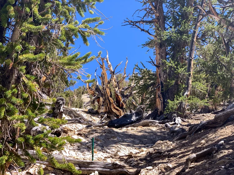 Is the oldest tree in there somewhere?