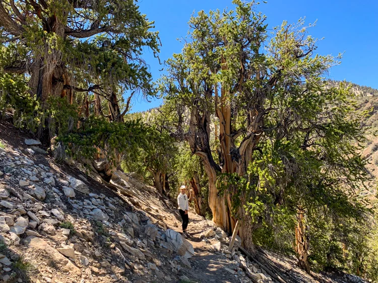 The Methuselah Trail