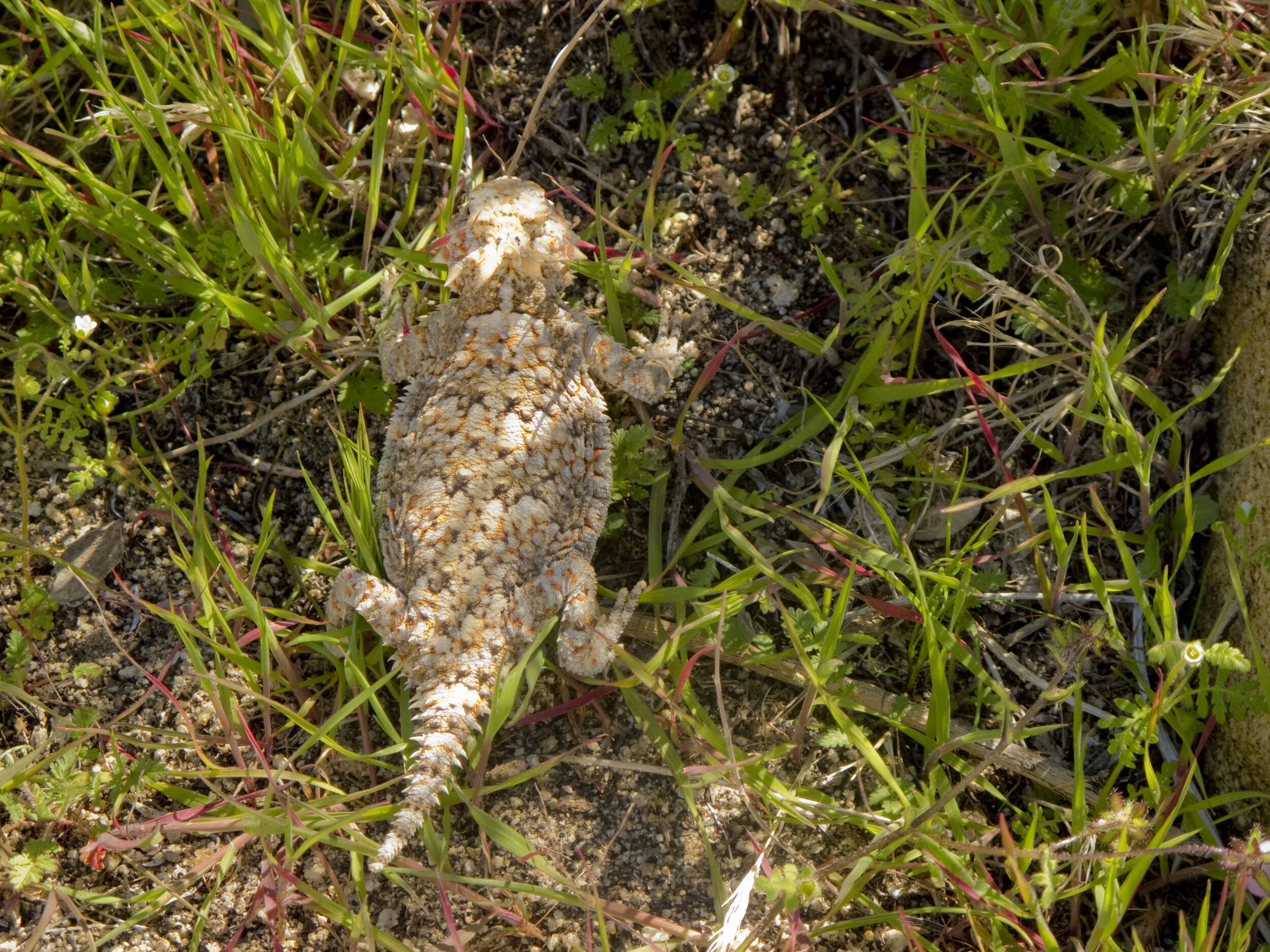 Horned Lizard near Carrizo Canyon