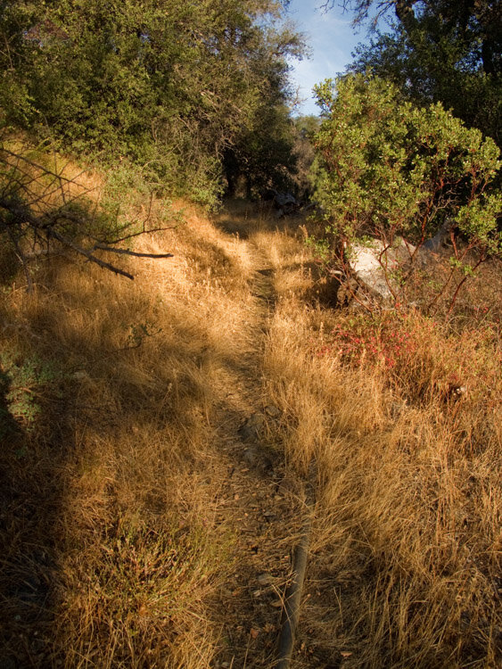 The trail through the grass