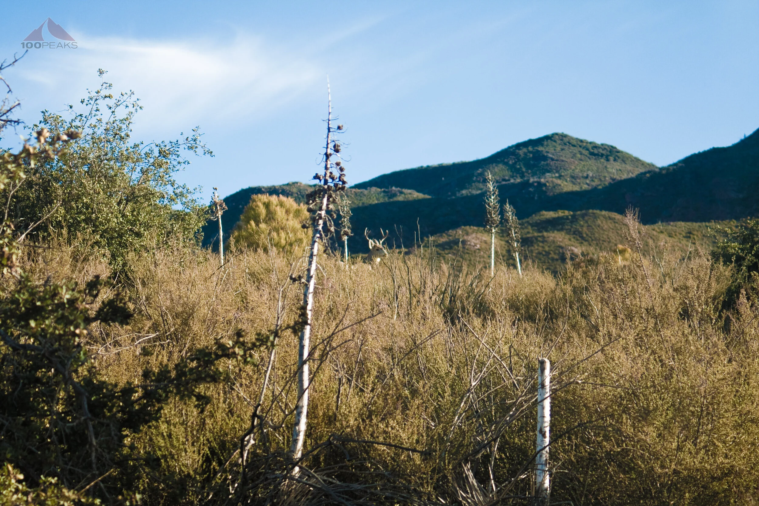 A buck along Lost Valley Road