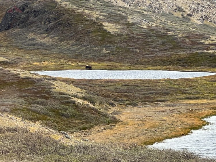 Musk Ox