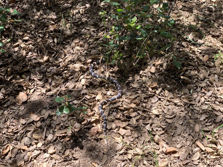 King snake along the Kanaka Flat Trail