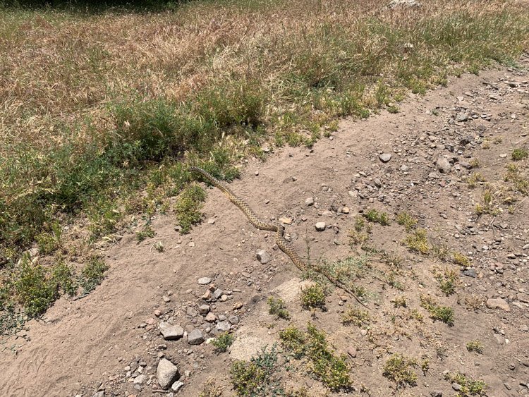 Gopher snake along the Kanaka Flat Trail