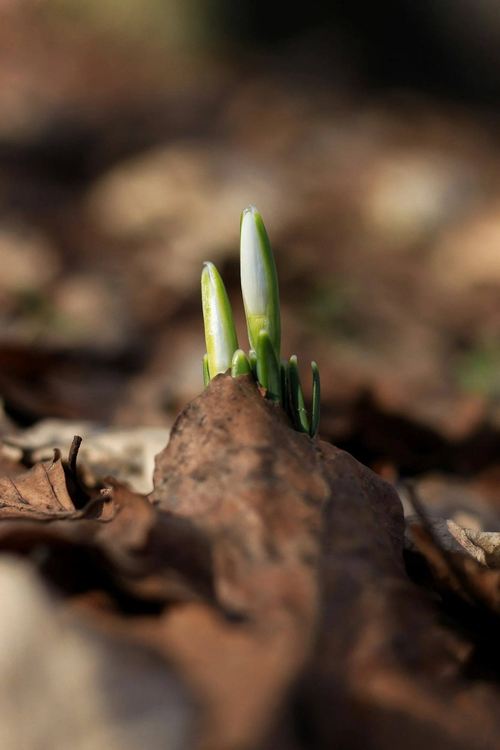 In the Beginning