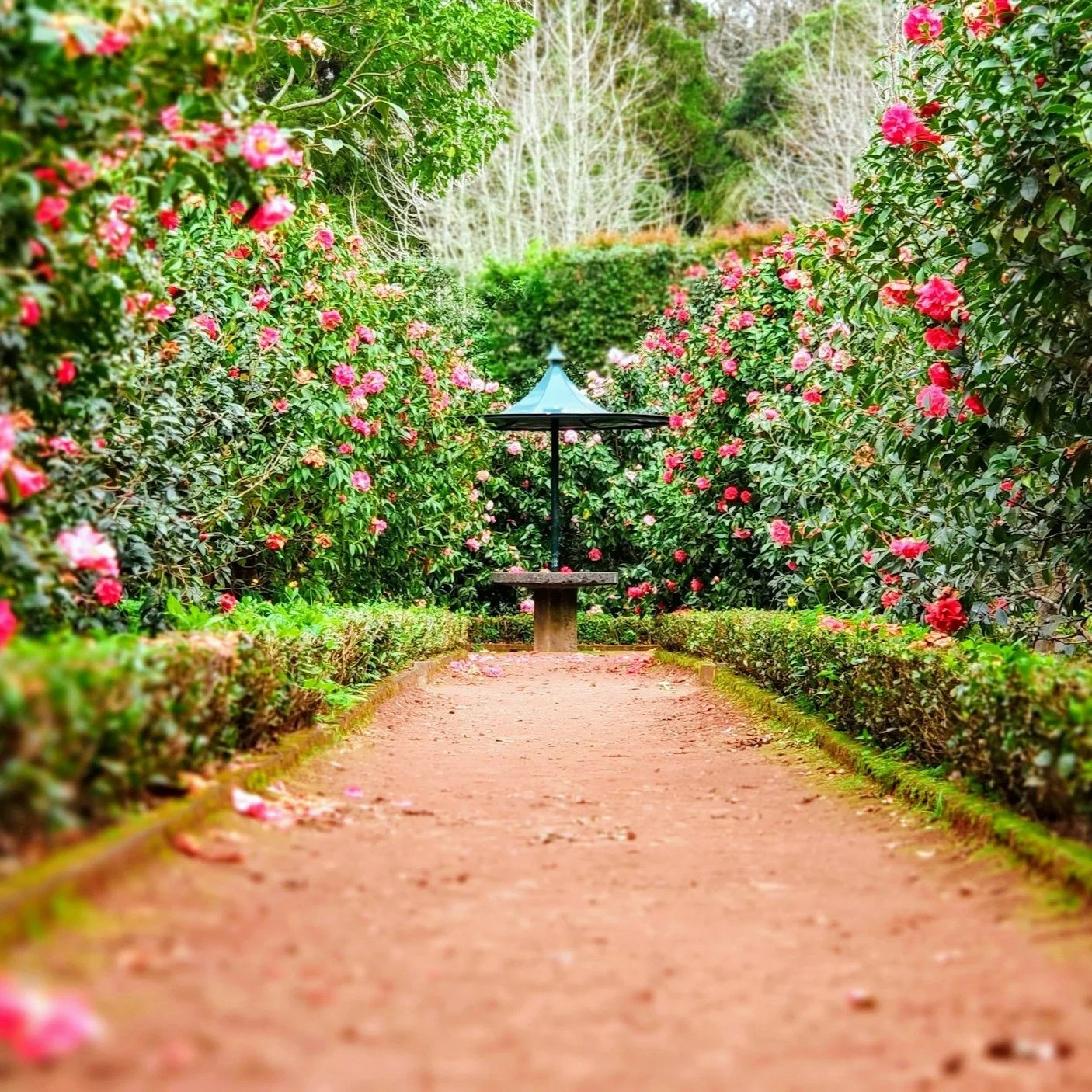 In the Garden