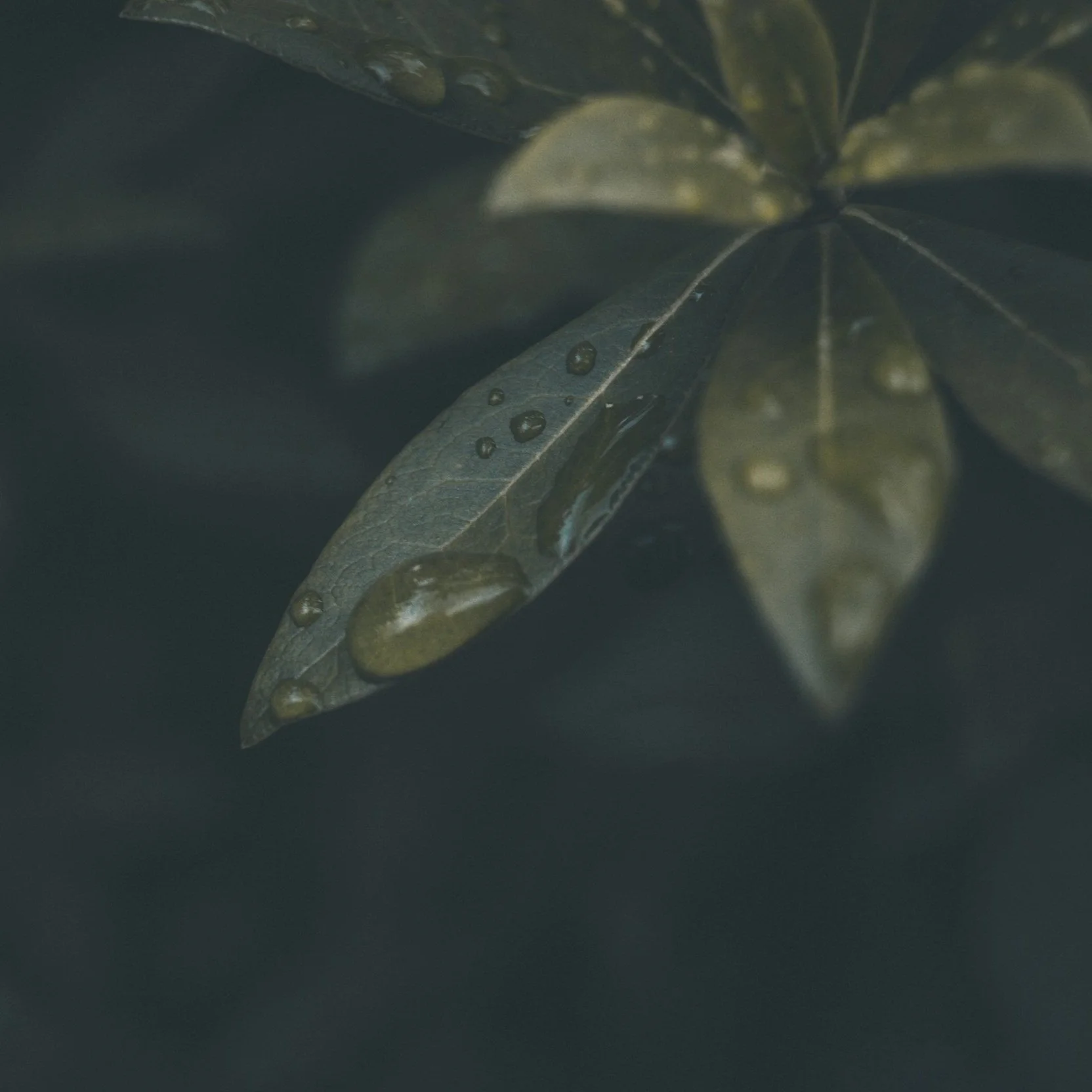 At the Garden of Gethsemane