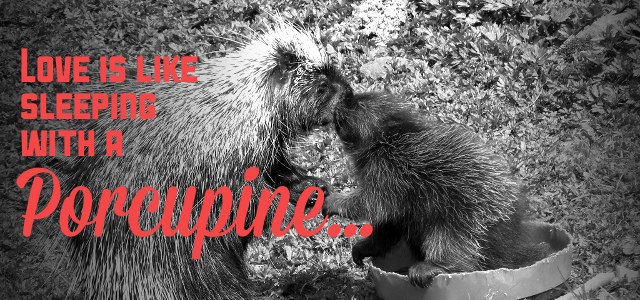 Love Is Like A Porcupine