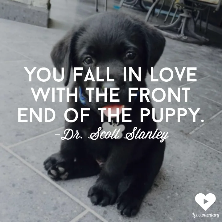 You Fall In Love With The Front of the Dog