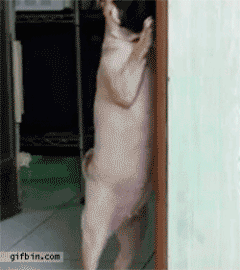 hiding dog.gif