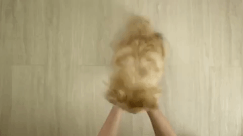good dog.gif