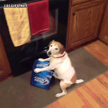 bad dog.gif