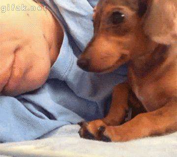 dog cuddles.gif