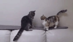 cat gif.gif
