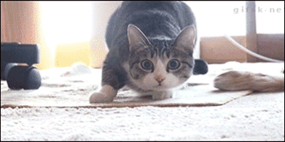 wiggle.gif