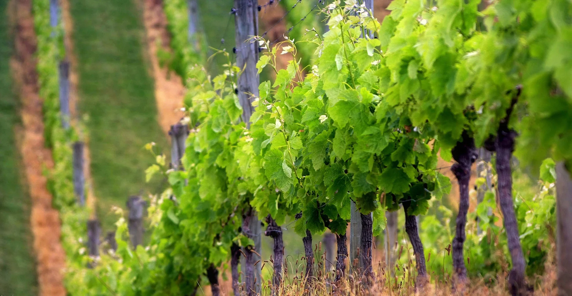 Vineyard.jpg