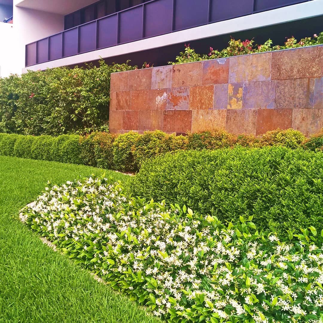 Planting design revisit: soft + lush foliage with linear repetition and colour contrasts that enhance the rust tones in the Lichen splitstone walling (location opposite Pat Rafter Arena entry).