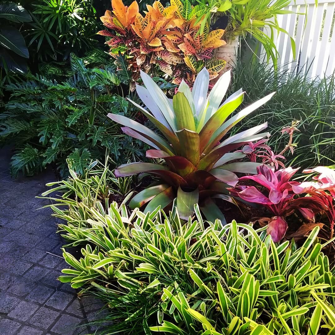 TROPICAL OASIS
Foliage, colour, and layered lush. Always a treat to see what colours are popping when revisiting one of our fave designs. I designed this classic subtropical garden 6-7 years ago and we have had the pleasure of seeing it mature whilst