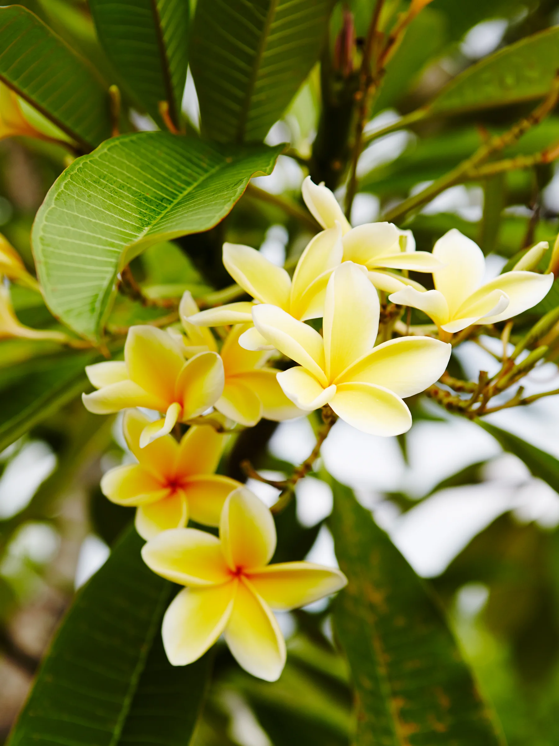 AlilaUluwatu_04.jpg