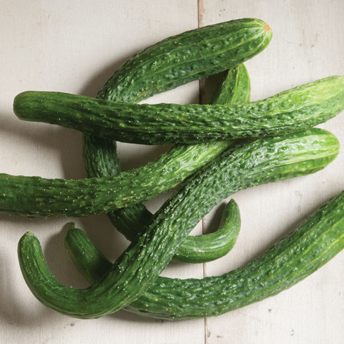 csa-veg-cuke-1.jpg