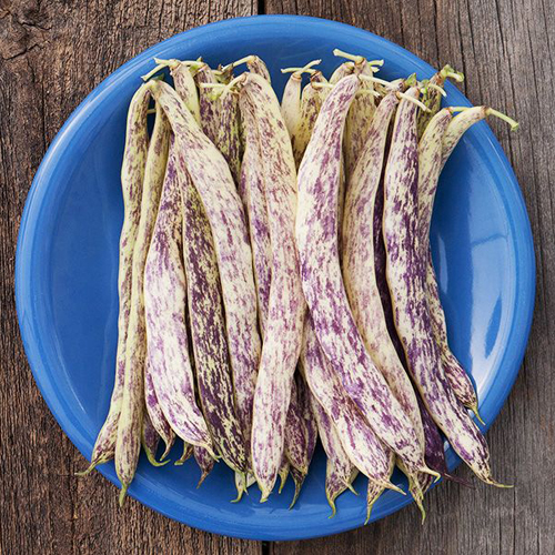 csa-veg-beans-1.jpg