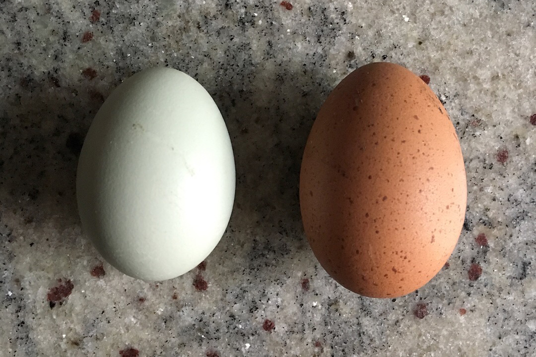 eggs-helen-crop.jpg