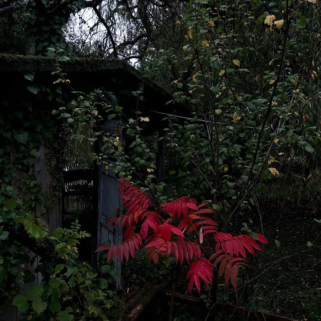Red leaves #autumn #nature #france #red #photonature #flowmagazine #weekendvibes @jrassociee @jairlanes