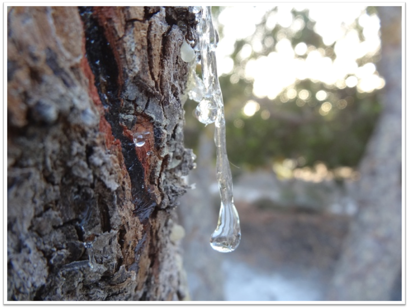 mastic tear drop.png