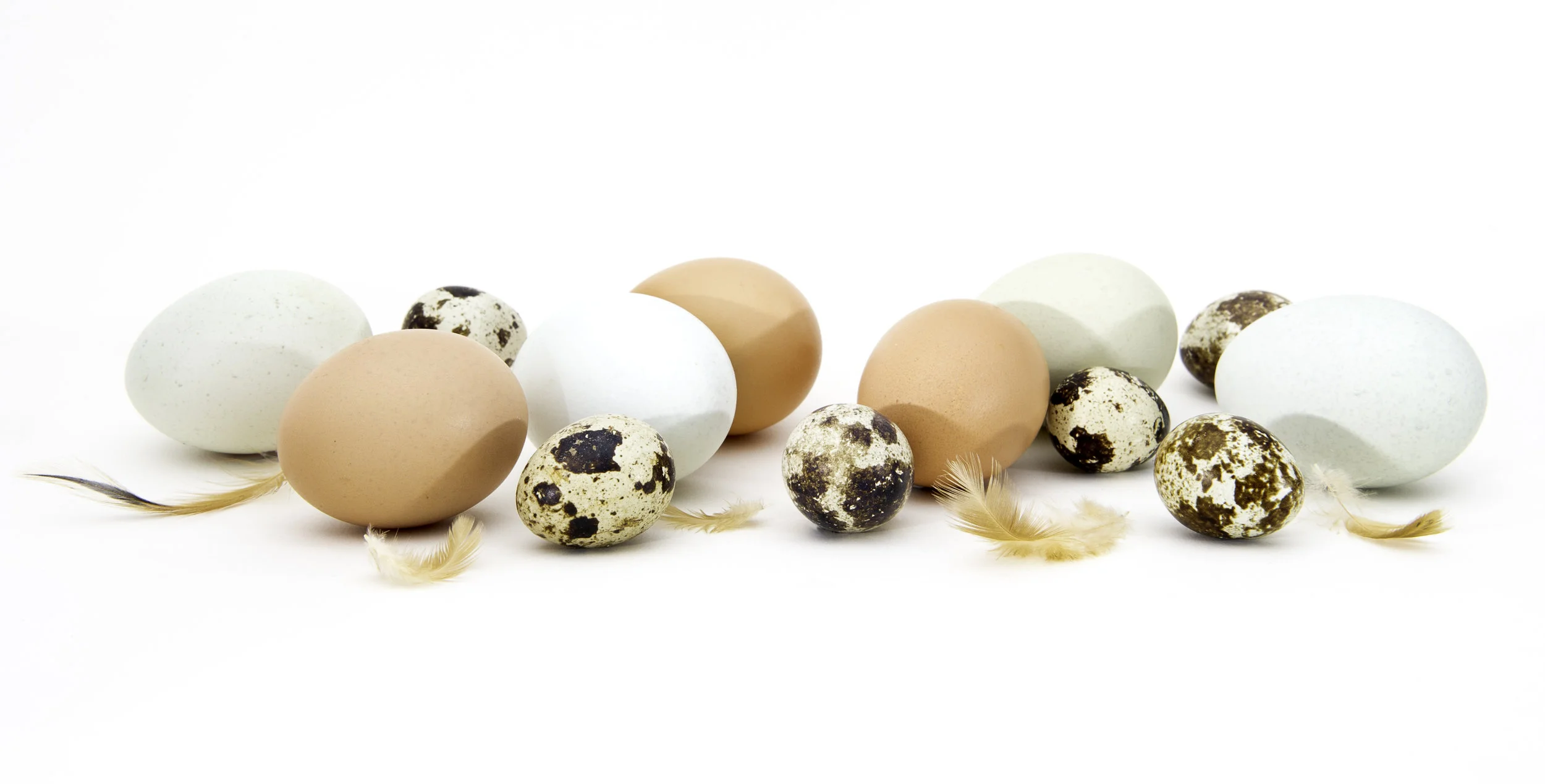 eggs.jpg