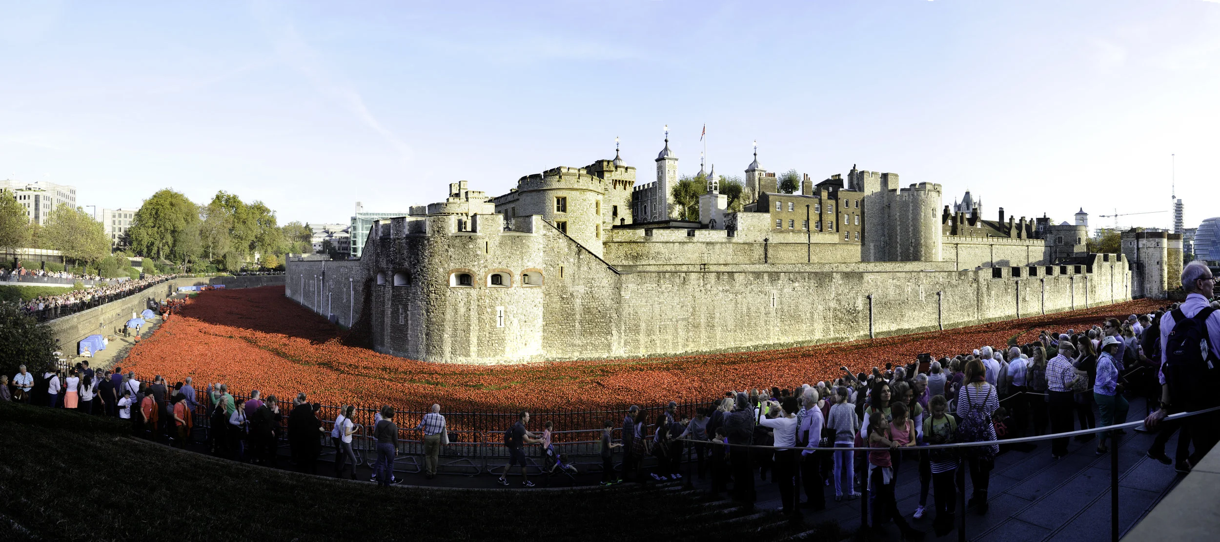 poppies.jpg