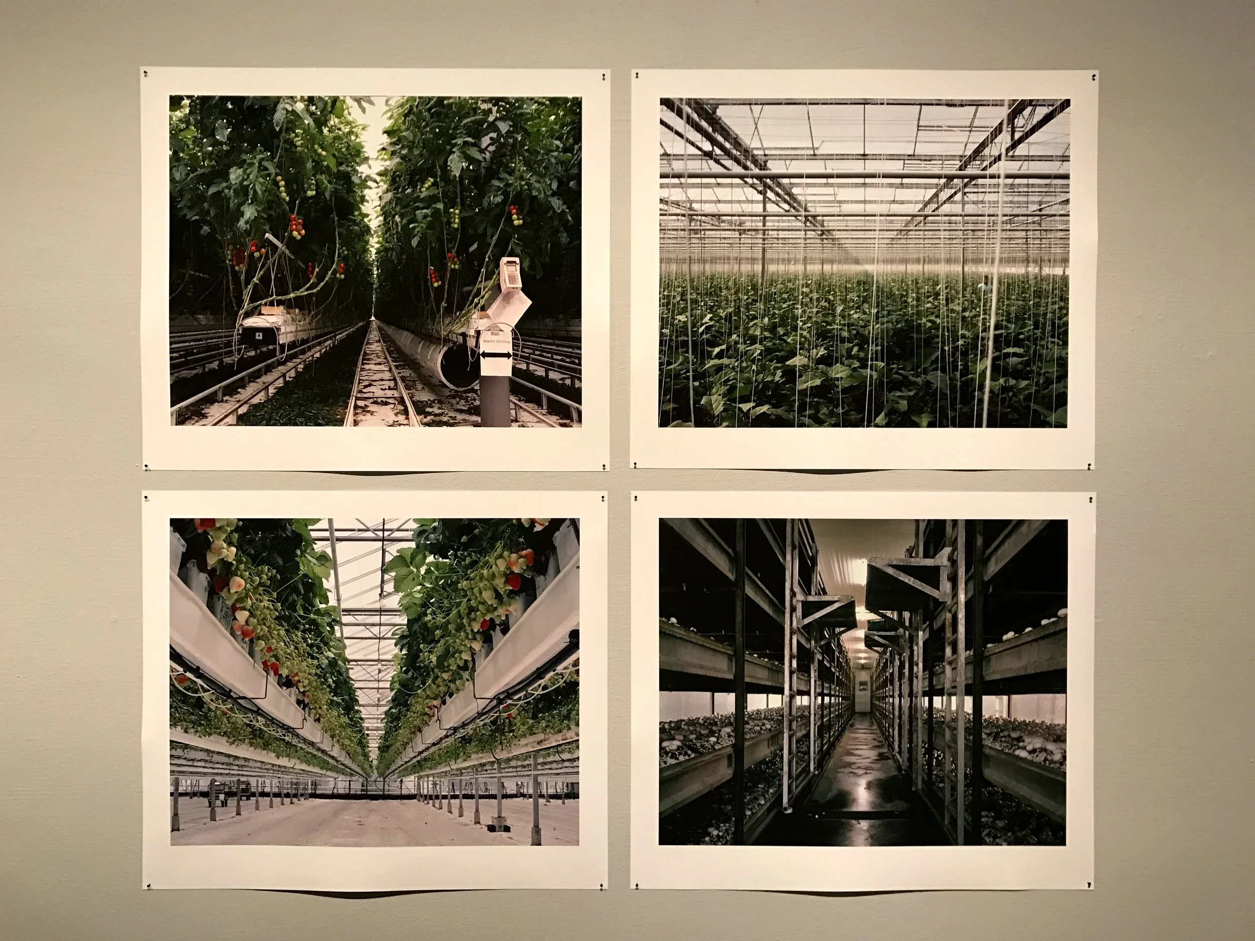 Freya Najade: Strawberries in Winter / Talvimansikat (2011-2013)