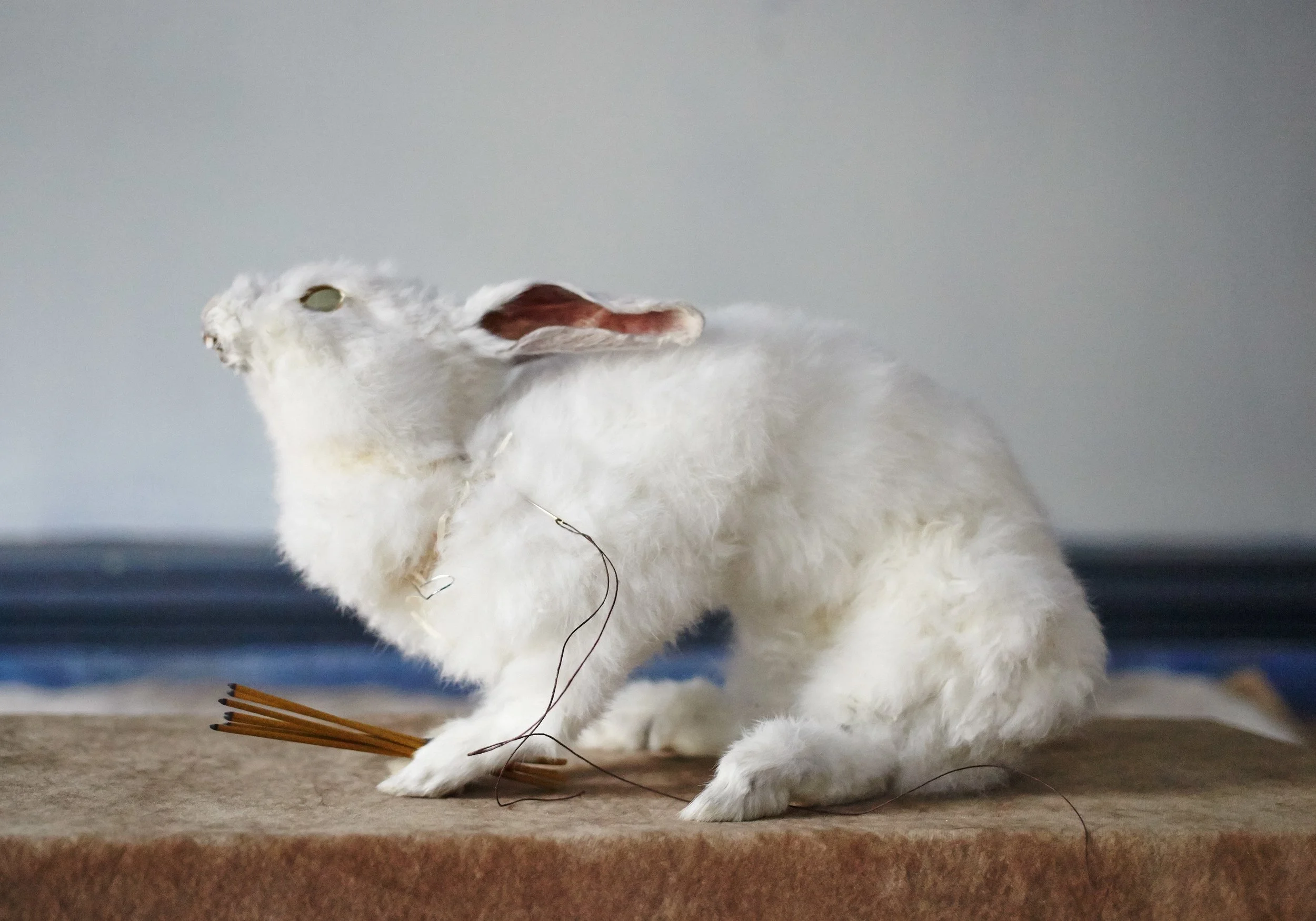 Four prayers cabinet , taxidermy and mixed media, 2016. Kuva: Hana Knizova