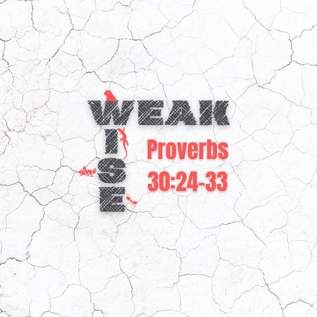 Wise Weak - Proverbs 30:24-33 episode artwork