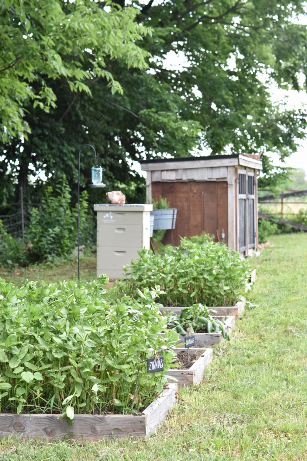 2019 Homestead Goals Beekeping Flower Gardens Vegetable Gardens.jpeg