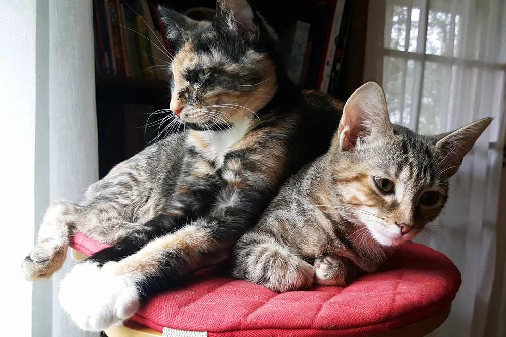 Our kittens! Penny, a calico/tortie, and Pepper, a tabby/torbie.
