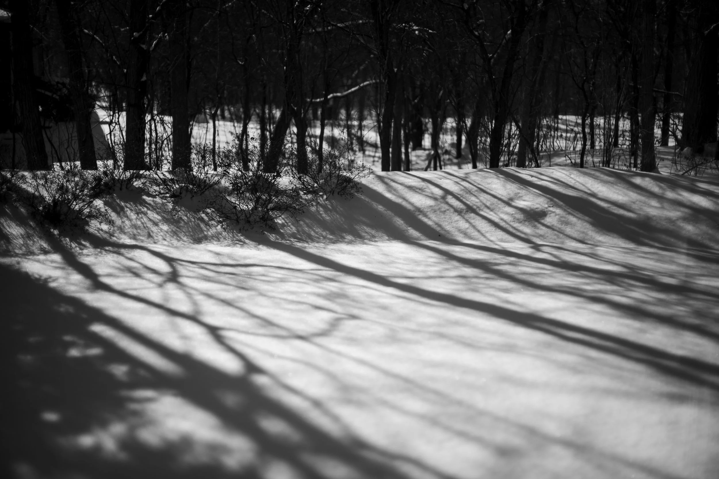 Tree Shadows on Snow.jpg