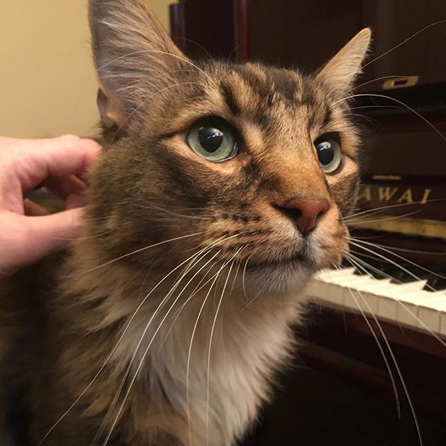 This handsome guy accompanied me while tuning an equally handsome Kawai K-5. He's a Maine Coon and quite large. #piano #pianotuner #cat #mainecoon #beautifulworld #boise