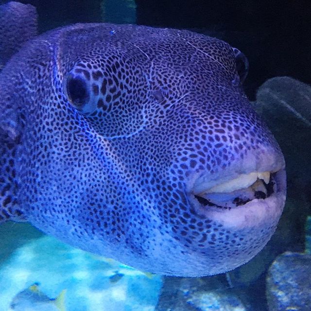 We took our kids to @aquariumofboise today. I got this fish to smile. I can tune a piano and tune a fish. 😏 #piano #fish #boise