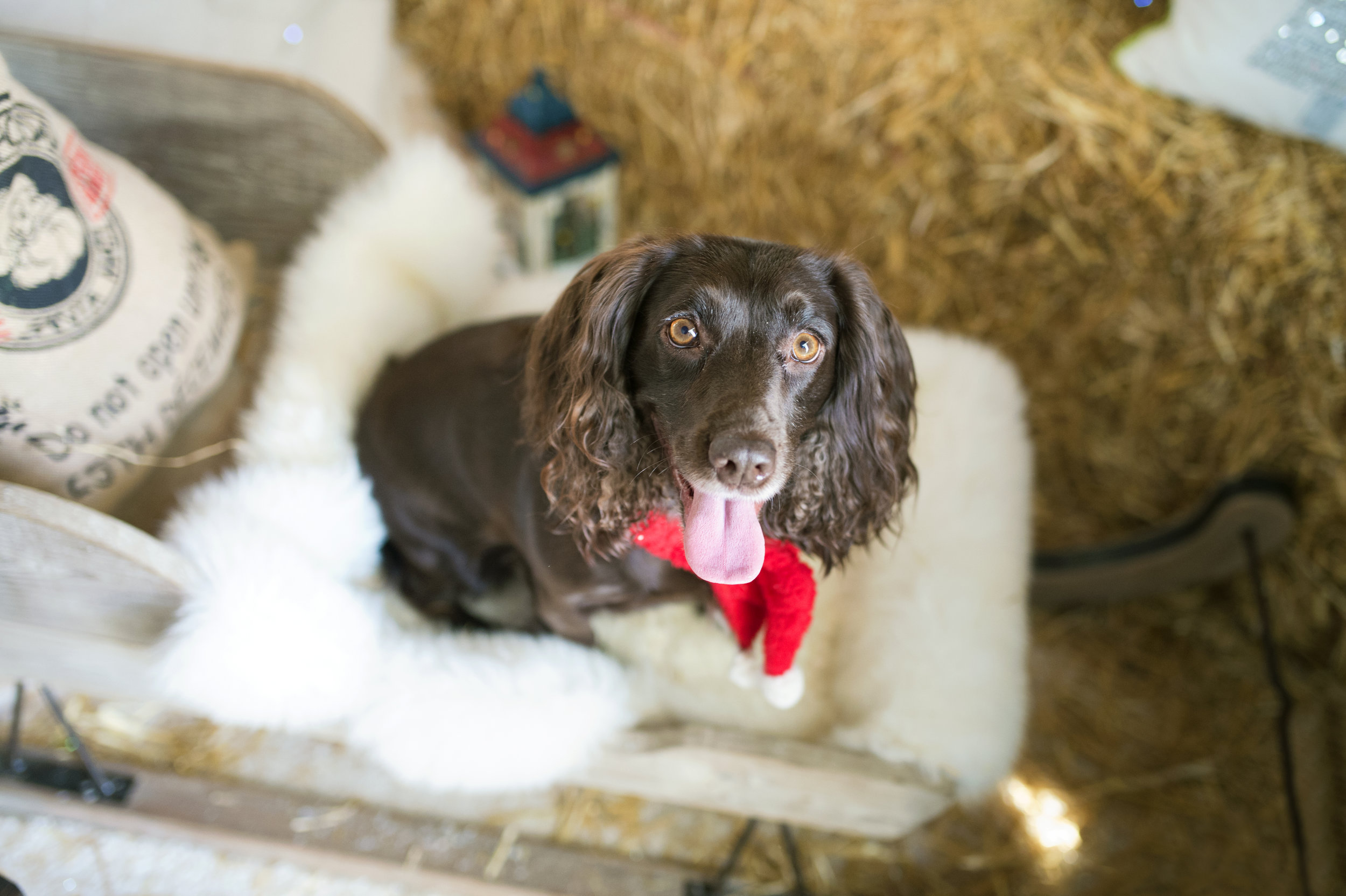 Pippa011.jpg