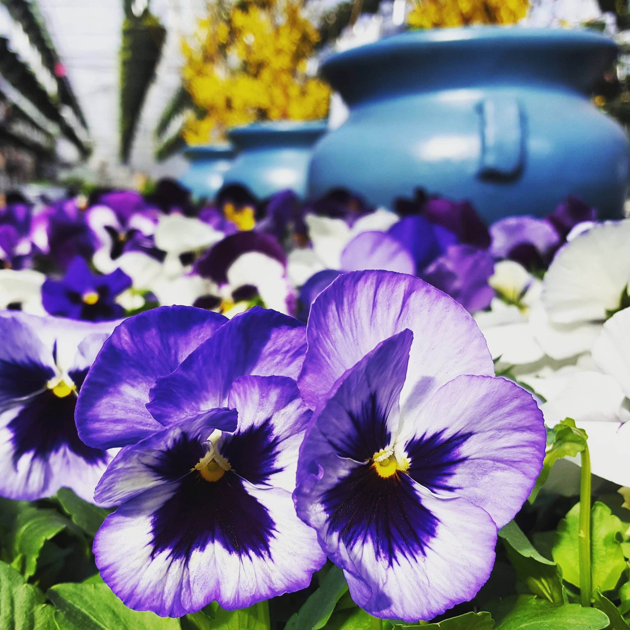 Food Truck and Flowers! Sailer's Greenhouse Spring Open House