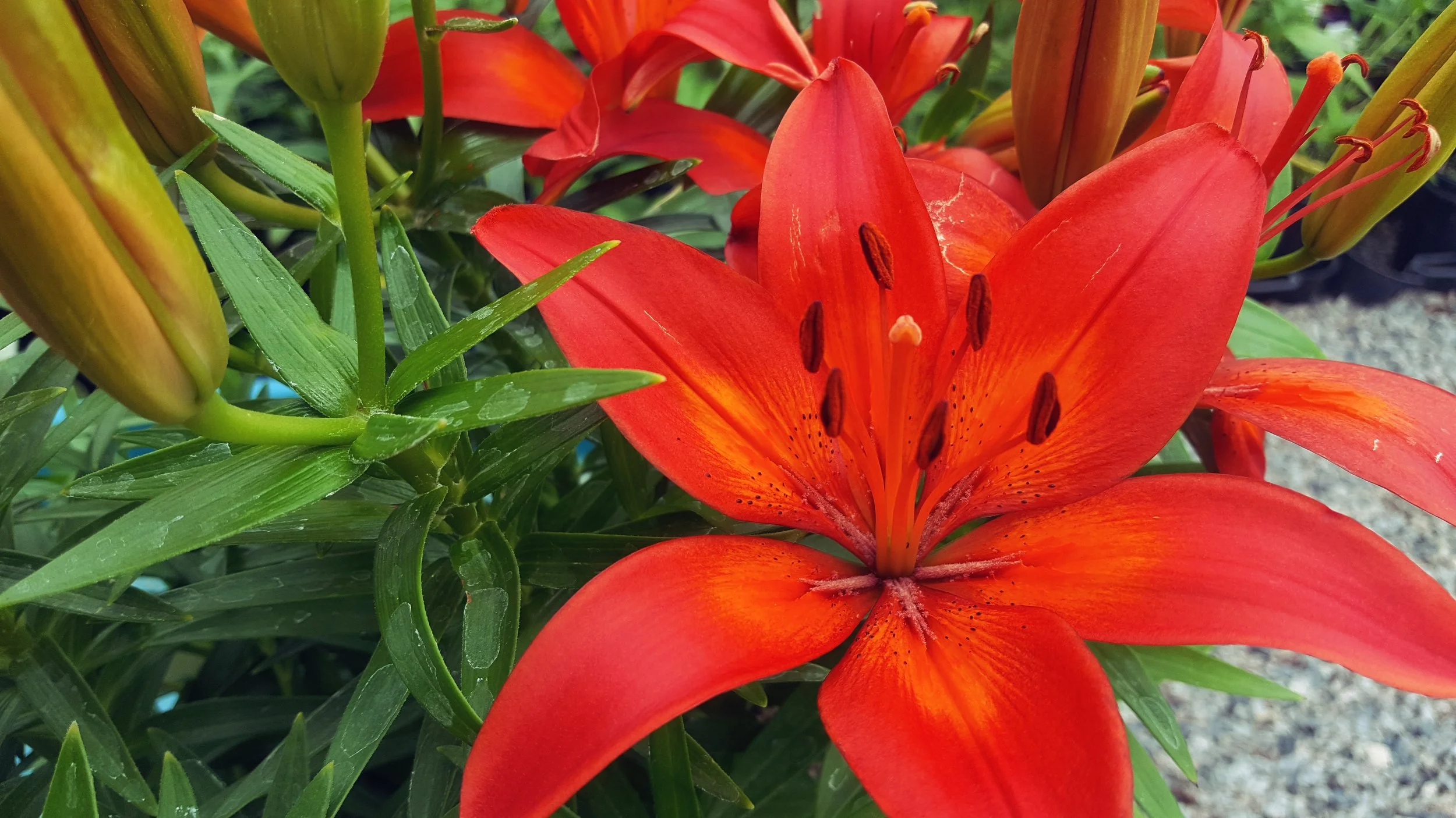 20170613_114722.jpg