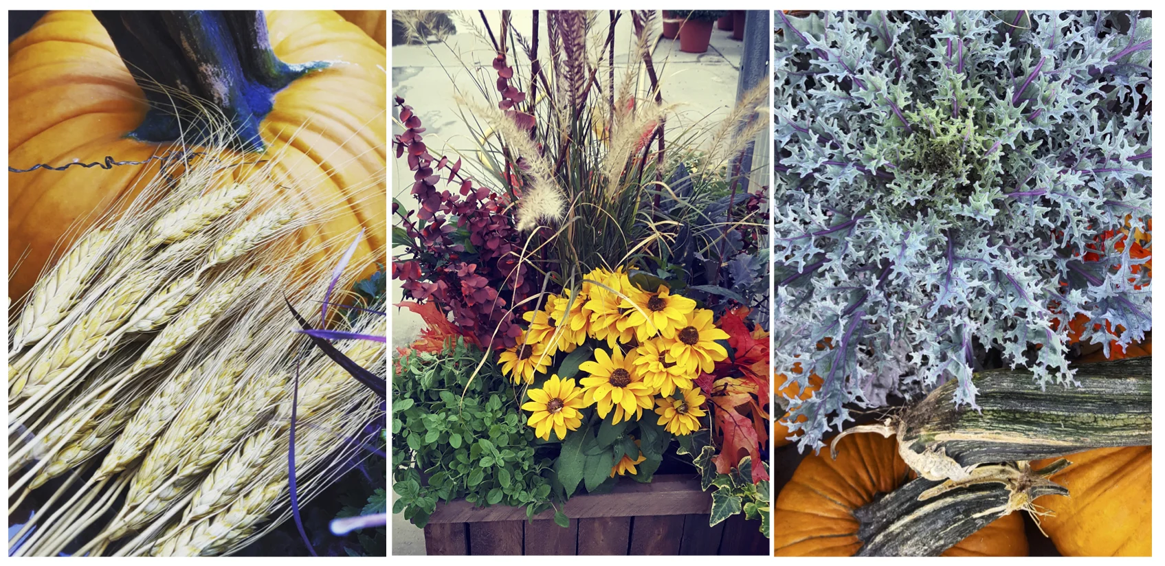Fall Container Workshop- {11am-12pm}