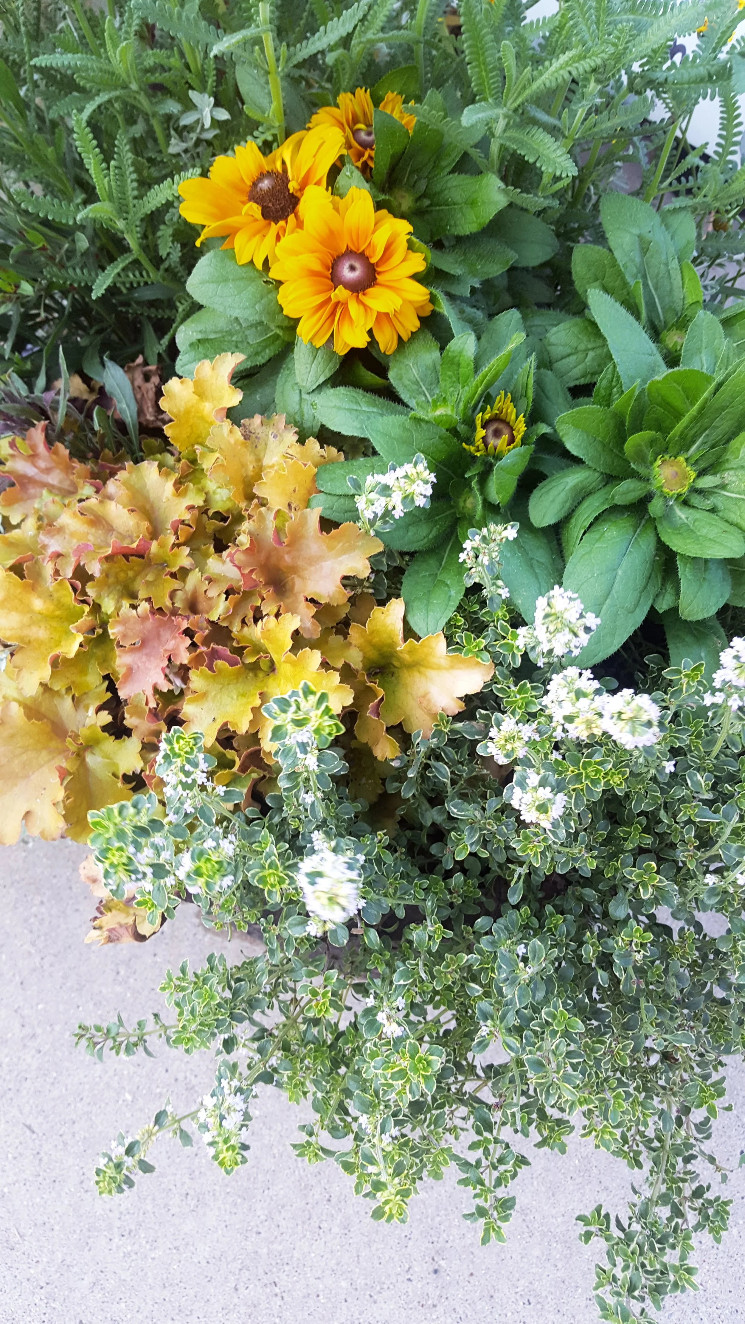 IMG_20170909_081637_678.jpg