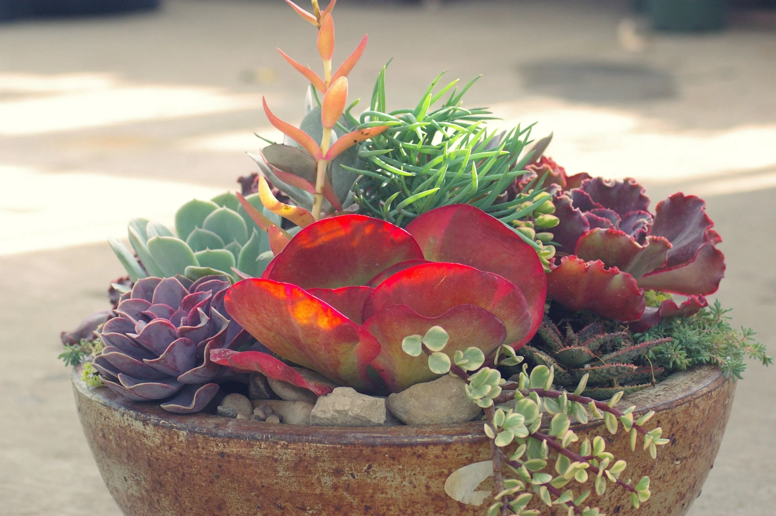 Succulent + Essential Oils Workshop