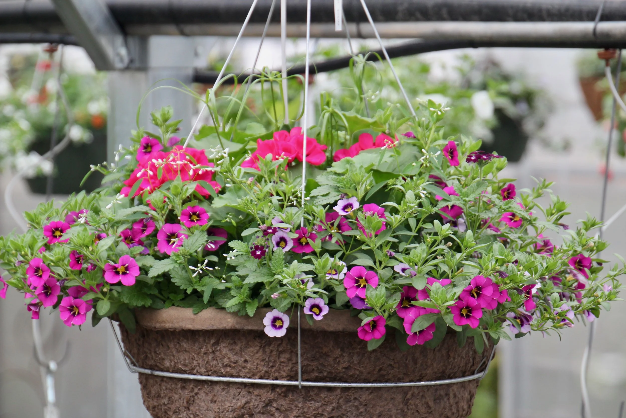 Container Planting Workshop- You plant it, We grow it!