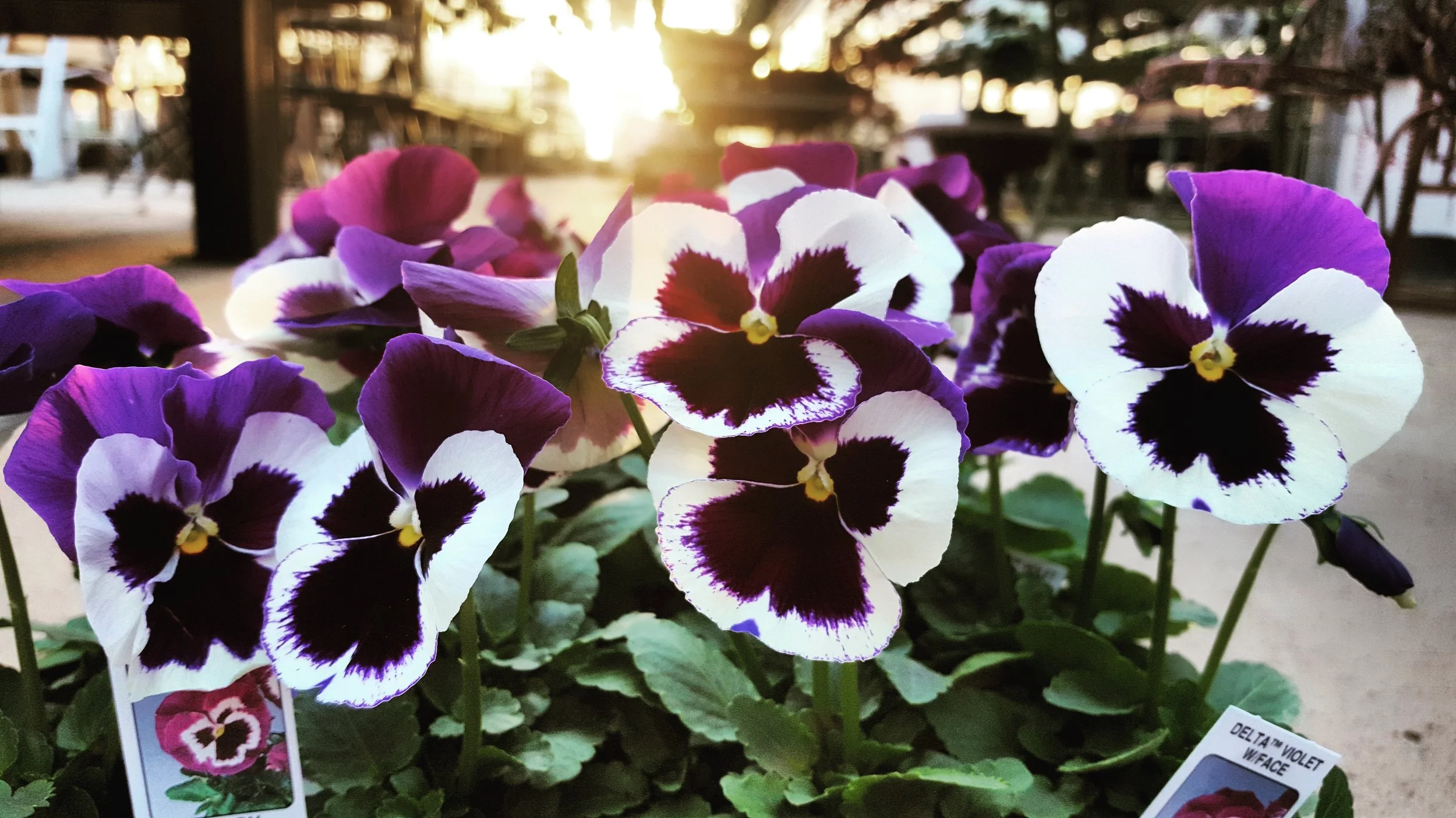 Food Truck and Flowers. Sailer's Greenhouse Spring Open House and Earth Day celebration