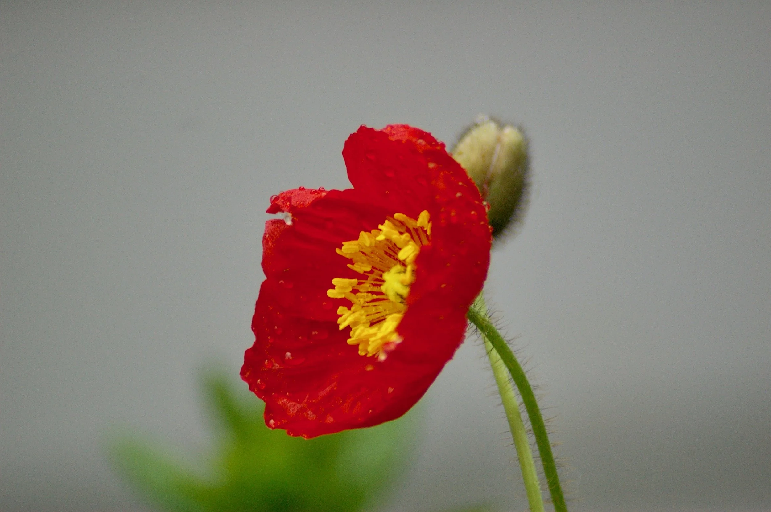 IMGP3230.jpg